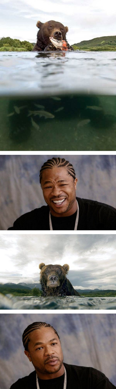 bear-likes-xzibit